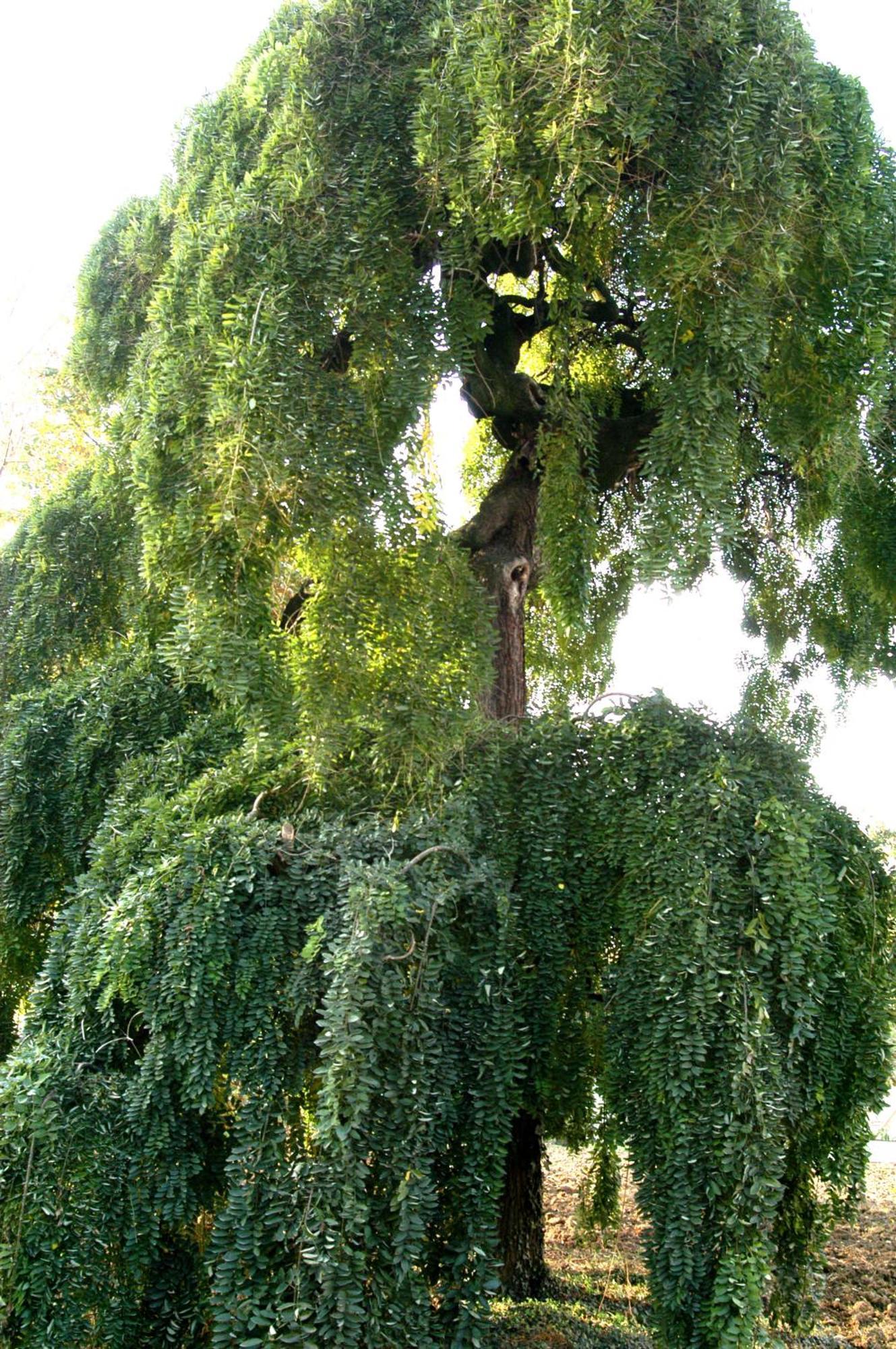 Agriturismo La Sophora Montegaldella المظهر الخارجي الصورة